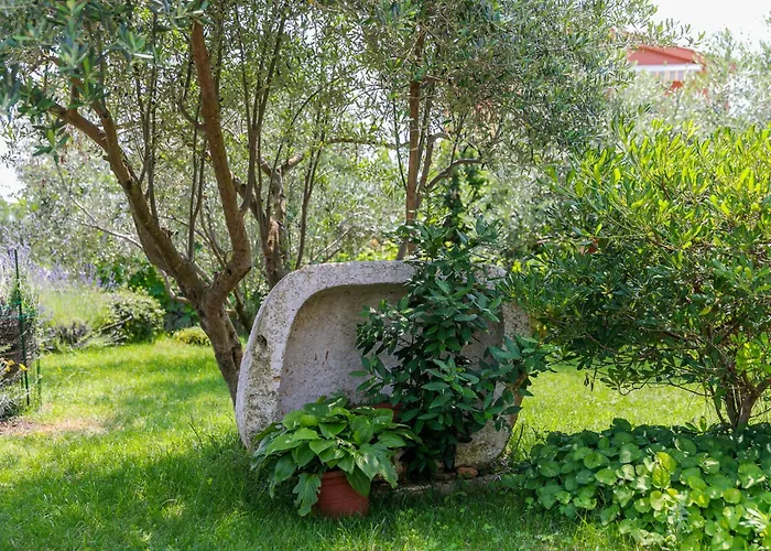 Galovic فيلة Brzac